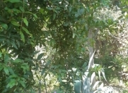 Satılır 7 sot torpaq Binə