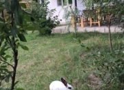 İcarəyə verilir 4 otaqlı 300 m2 bağ evi Quba