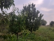 Satılır 30 sot torpaq Xaçmaz