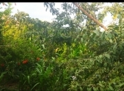 Satılır 5 sot torpaq Çiçək