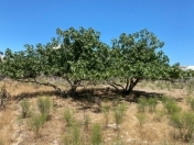 Satılır 6.2 sot torpaq Şüvəlan