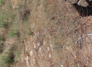 Satılır 20 sot torpaq Görədil