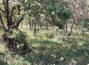 Satılır 8 sot torpaq Quba