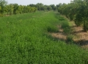 Satılır 100 sot torpaq Göyçay