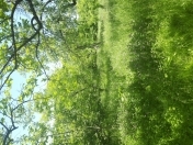 Satılır 8 sot torpaq Xaçmaz