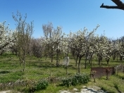 Satılır 4 otaqlı 180 m2 bağ evi Yevlax