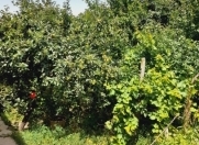 Satılır 3 otaqlı 116 m2 həyət evi Gəncə