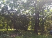 Satılır 6 sot torpaq Qəbələ