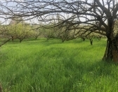 Satılır 64 sot torpaq Quba