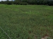 Satılır 100 sot torpaq Zaqatala