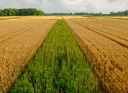 Satılır 198 sot torpaq Qusar