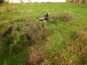 Satılır 6 sot torpaq Pirşağı