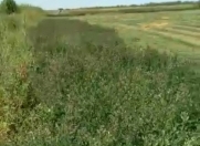 Satılır 100000 sot torpaq Saatlı