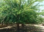 Satılır 25 sot torpaq Görədil