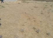 Satılır 16 sot torpaq Qobu