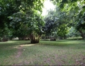 Satılır 150 sot torpaq Qəbələ