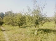 Satılır 14 sot torpaq Quba