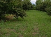 Satılır 60 sot torpaq Oğuz