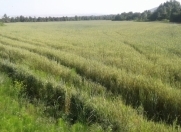 Satılır 1400 sot torpaq Qəbələ