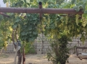 Satılır 4 otaqlı 144 m2 bağ evi Görədil