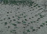 Satılır 4 sot torpaq Zabrat 1