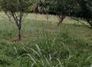 Satılır 24 sot torpaq Bərdə