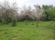 Satılır 12 sot torpaq Qəbələ