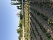 Satılır 12 sot torpaq Naxçıvan