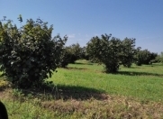 Satılır 4.2 sot torpaq Zaqatala