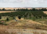 Satılır 990 sot torpaq Şamaxı