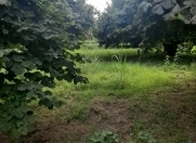 Satılır 50 sot torpaq Qəbələ