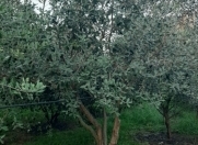 Satılır 80 sot torpaq Astara