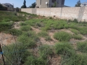 Satılır 25 sot torpaq Novxanı