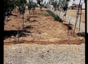 Satılır 17 sot torpaq Məhəmmədli