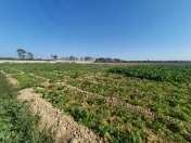 Satılır 400 sot torpaq Maştağa