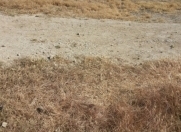 Satılır 10 sot torpaq Hökməli