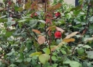 Satılır 3 otaqlı 80 m2 yeni tikili Şağan