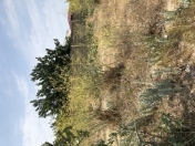 Satılır 12 sot torpaq Sumqayıt