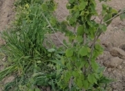 Satılır 303 sot torpaq Xaçmaz