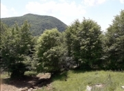 Satılır 120 sot torpaq Şamaxı