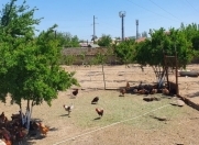 Satılır 15 sot torpaq Novxanı