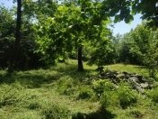 Satılır 9 sot torpaq Qəbələ