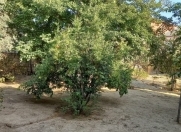 Satılır 3 sot torpaq Çiçək