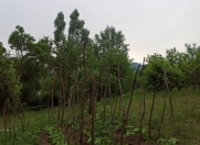 Satılır 15 sot torpaq İsmayıllı