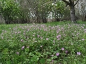 Satılır 8 otaqlı 160 m2 bağ evi Xaçmaz