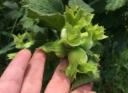 Satılır 75 sot torpaq Xaçmaz