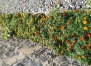 İcarəyə verilir 1 otaqlı 120 m2 həyət evi Qax