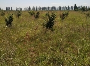 Satılır 250 sot torpaq Quba