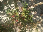 Satılır 3 otaqlı 120 m2 bağ evi Buzovna