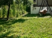 İcarəyə verilir 3 otaqlı 120 m2 həyət evi Qax